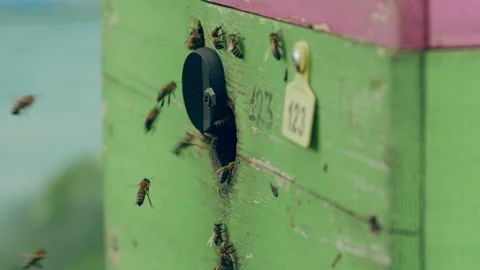 View of bee hive where bees return after collecting nectar and pollen Video stock 201247637