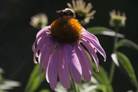 A View of a Bee Stock Photos