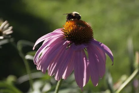 A View of a Bee Stock Photos