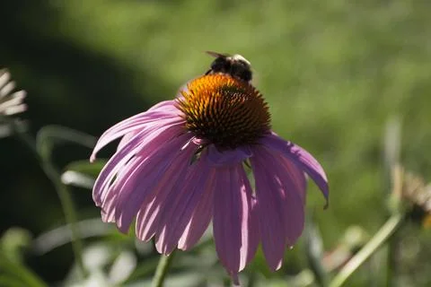 A View of a Bee Stock Photos
