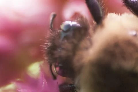 A View of a Bee Stock Photos