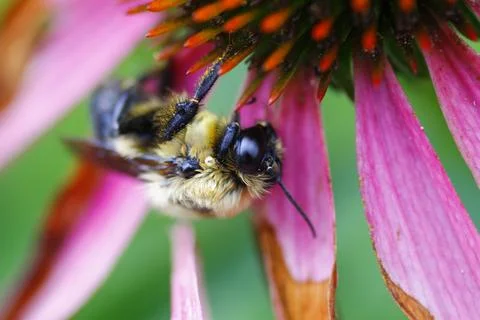 A View of a Bee Stock Photos