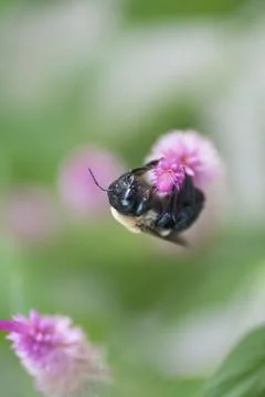 A View of a Bee Stock Photos