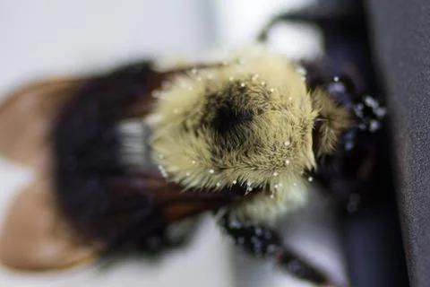 A View of a Bee Stock Photos