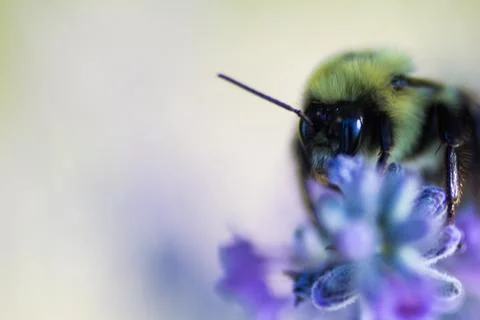 A View of a Bee Stock Photos