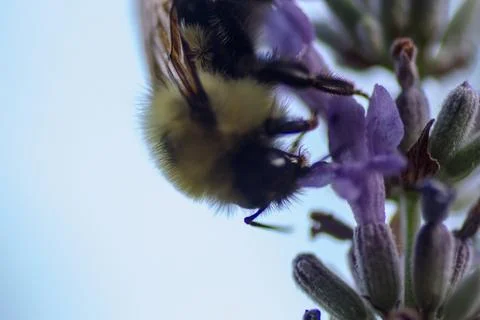 A View of a Bee Stock Photos