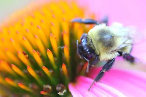 A View of a Bee 写真素材