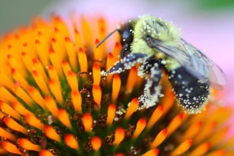A View of a Bee Stock Photos