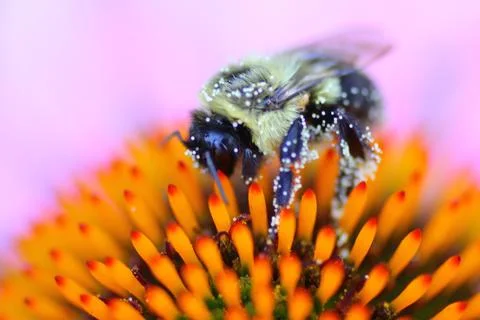 A View of a Bee Stock Photos