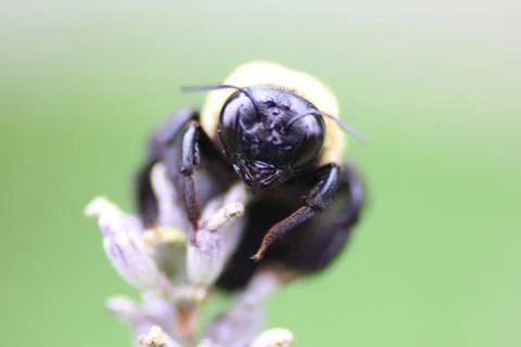 A View of a Bee Stock Photos