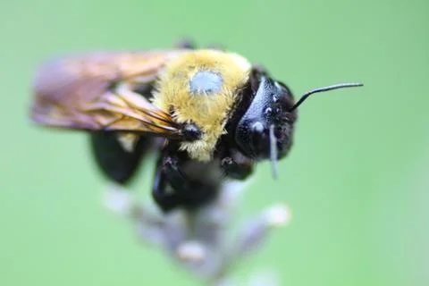 A View of a Bee Stock Photos