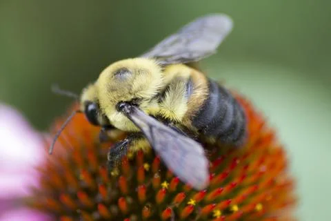 A View of a Bee Stock Photos