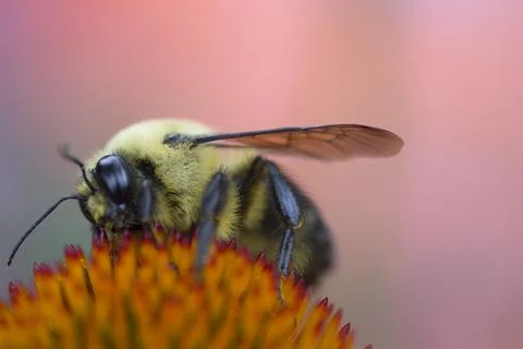 A View of a Bee Stock Photos