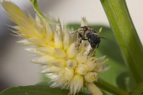 A View of a Bee Stock Photos