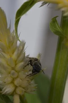 A View of a Bee Stock Photos