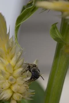 A View of a Bee 写真素材