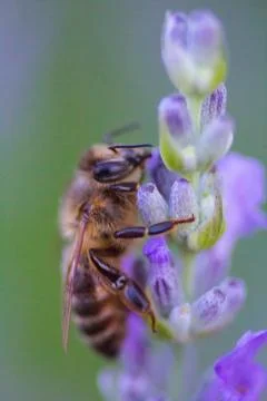 A View of a Bee Stock Photos