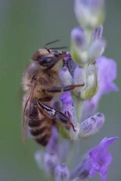 A View of a Bee Stock Photos