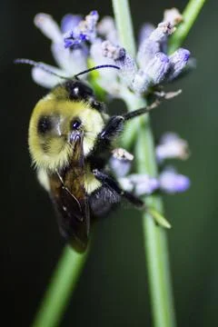 A View of a Bee Stock Photos