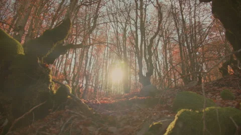 View of the beech forest in autumn. Crane up shoot Stock Footage 253502328