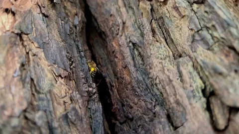 A view of a beehive Stock Footage 234672884