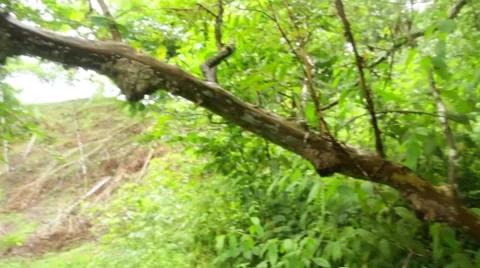 View of beehive on tree Stock Footage 48737626