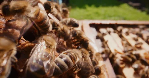 View of Bees Actively Working in the Hive While Producing Honey 스톡 동영상 277002079