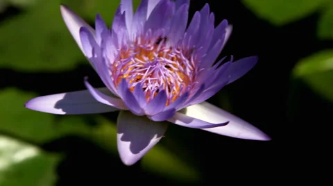 View of Bees Flying Over Beautiful Lotus Water Lily Flower in Lake Nature Scene Stock Footage 2851807