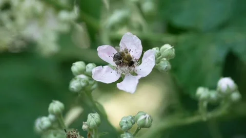 The view of the bees Stock Footage 234672830