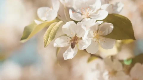 The view of the bees Stock Footage 234672831