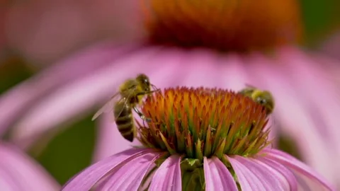 The view of the bees Stock Footage 234672881