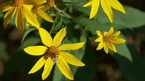 The view of the bees Stock Footage 234673010