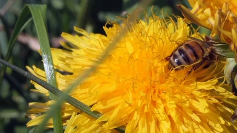 The view of the bees Stock Footage 234678371