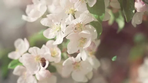 The view of the bees Stock Footage 234678433
