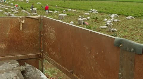 View On Beet Field From Deck 스톡 동영상 22279364