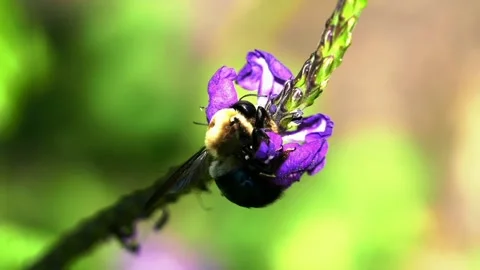 The view of the beetle Stock Footage 234155530