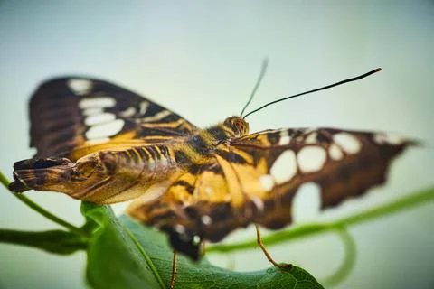 View from behind of back on Brown Clipper butterfly Foto stock