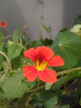 View from behind the bars. Stock Photos