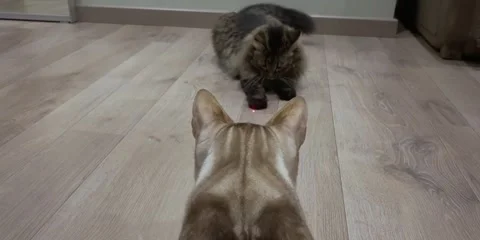 View from behind a cat that is watching another cat hunt a laser pointer Stock Footage 170325867