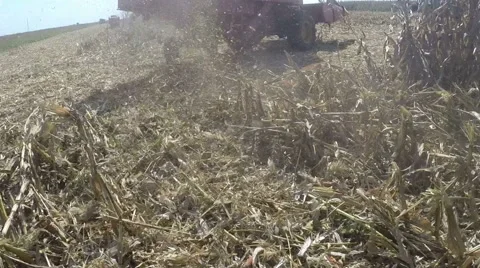 View From Behind the Combine Harvester in Corn Field Stock Footage 68994162