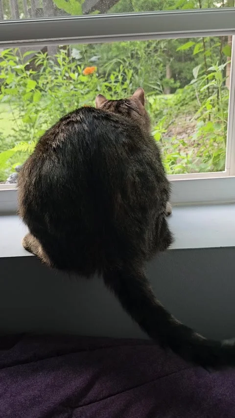 View from behind of excited cat wagging tail looking out window vertical video Stock Footage 335602203
