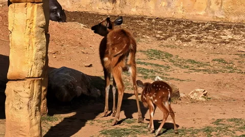 View Behind Female Sitatunga And Its Calf Watching Foraging Pygmy Hippo Stock Footage 284953729