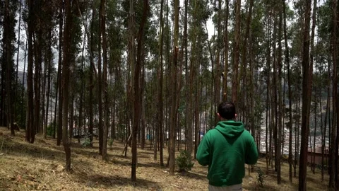 View from behind of a man walking in a pine forest in El Pinar, Huaras in the 스톡 동영상 164559943