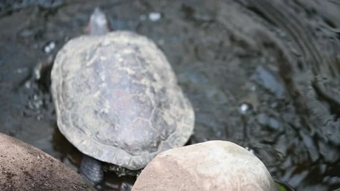 View from behind as a painted turtle slips off a rock and into water to swim Stock Footage 202275159