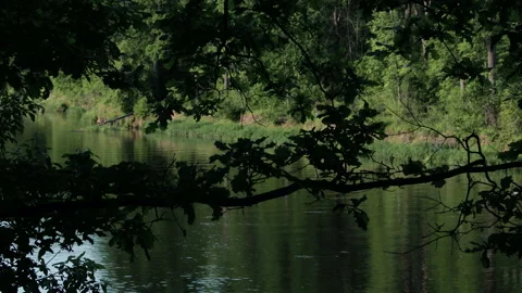 A view from behind tree branches of a vintage ship sailing along the river on a Видео 133882188