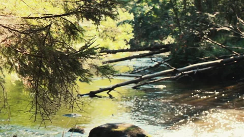 View from behind the trees to a forest river with a fast flow. Wild places sunny Video stock 259726422