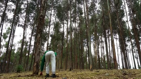 View from behind of a white man in a green shirt walking through a pine forest Stock Footage 164561251