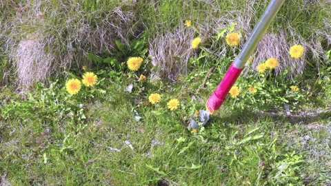 View of being pulled out of ground with special equipment dandelion flowers. Stock Footage 191980989