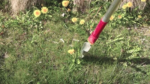 View of being pulled out of ground with special equipment dandelion flowers. Stock Footage 198498522