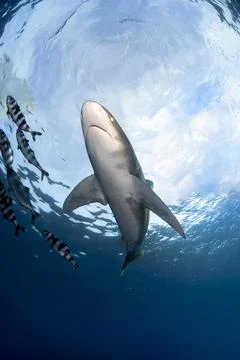View from bellow of a longimanus Stock Photos
